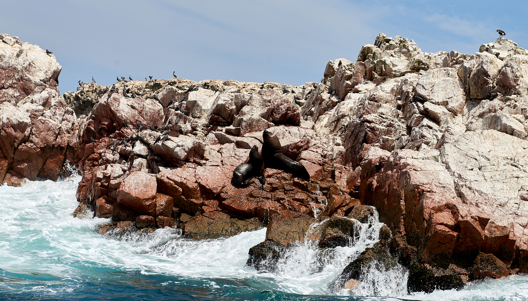 20200304 198 [페루] 바예스타섬